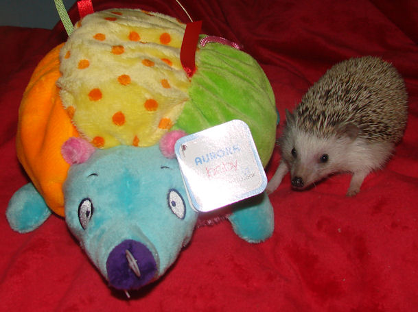 aurora hedgehog stuffed animal