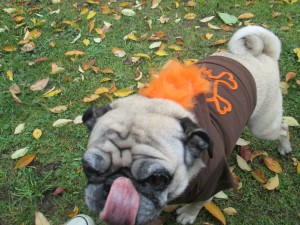 pug mohawk hoodie costume