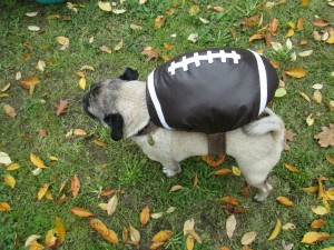 Frank Football Costume pug dog petco