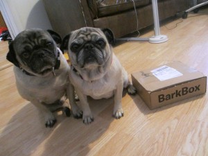 pug barkbox