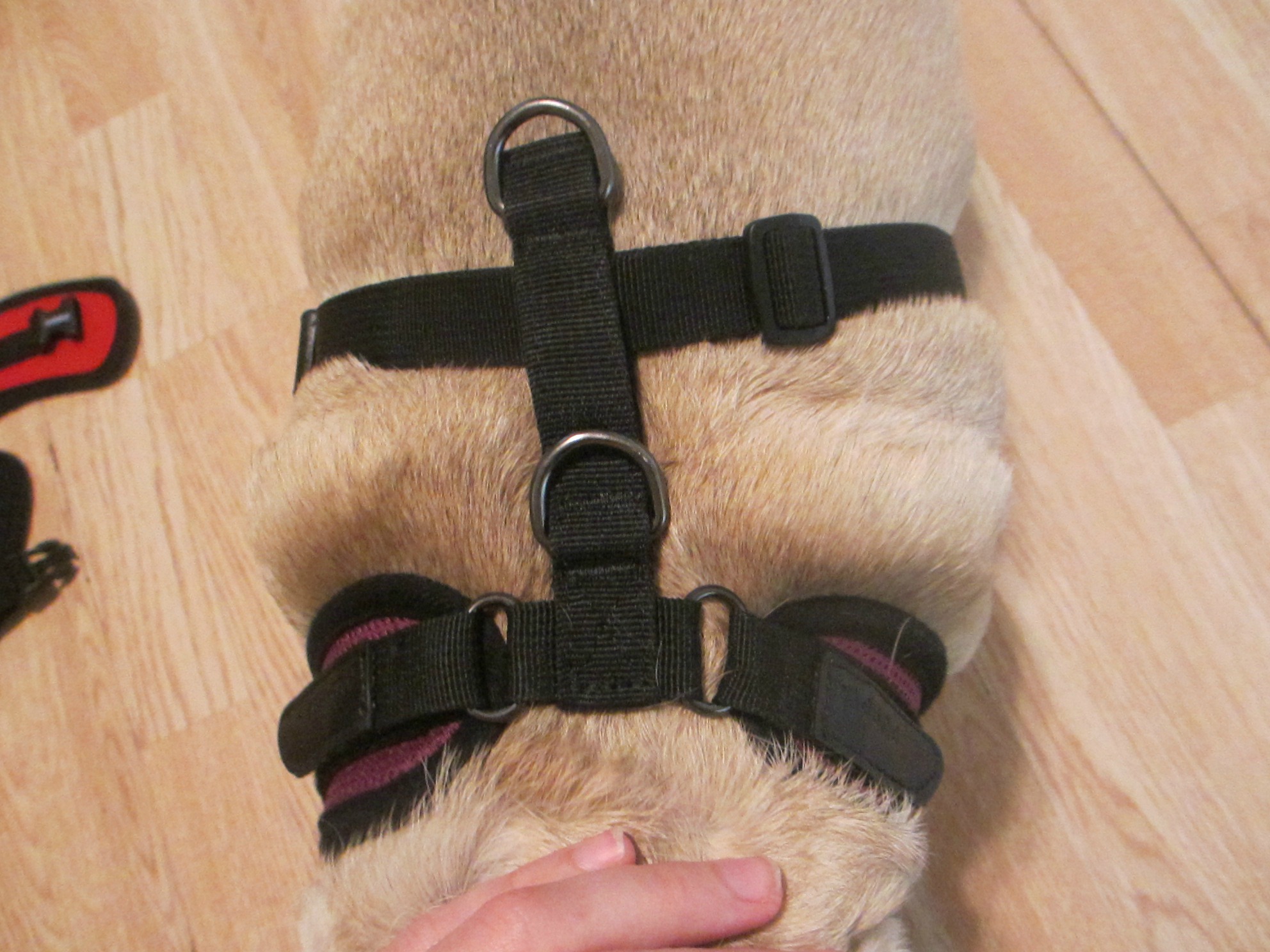 puppia adjustable harness