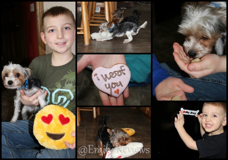 PetGiftBox.com ~ Pet Gift Box ~ Celebrate Love ~ Review, Discount: Mail delivered to your door each month for your pet! Boxes available for dogs and cats.