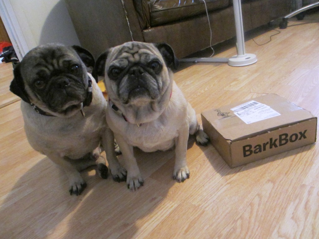 February BarkBox For Small Dogs Review Emily Reviews