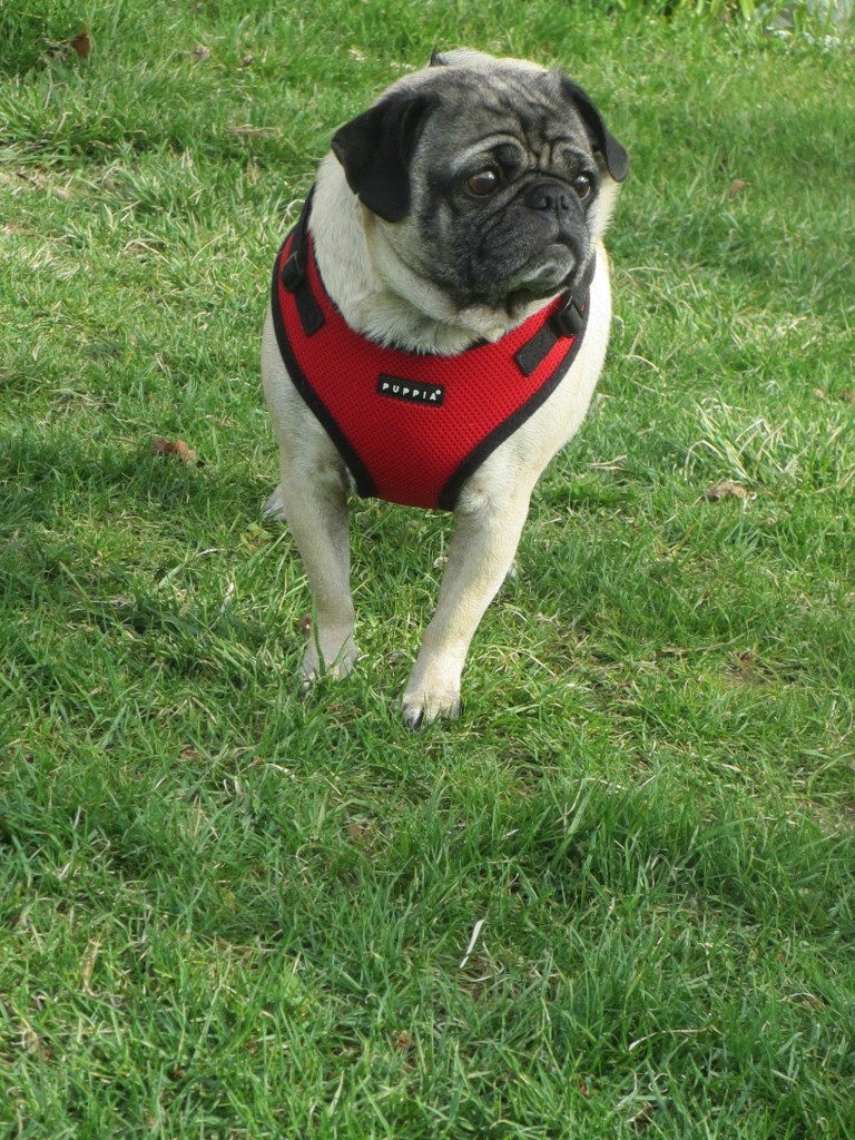 5 Must-Have Items For Pug Owners | Emily Reviews