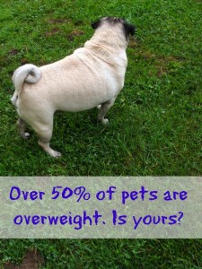 Overweight Pets Are The Norm - Are Your Pets At Their Perfect Weight ...