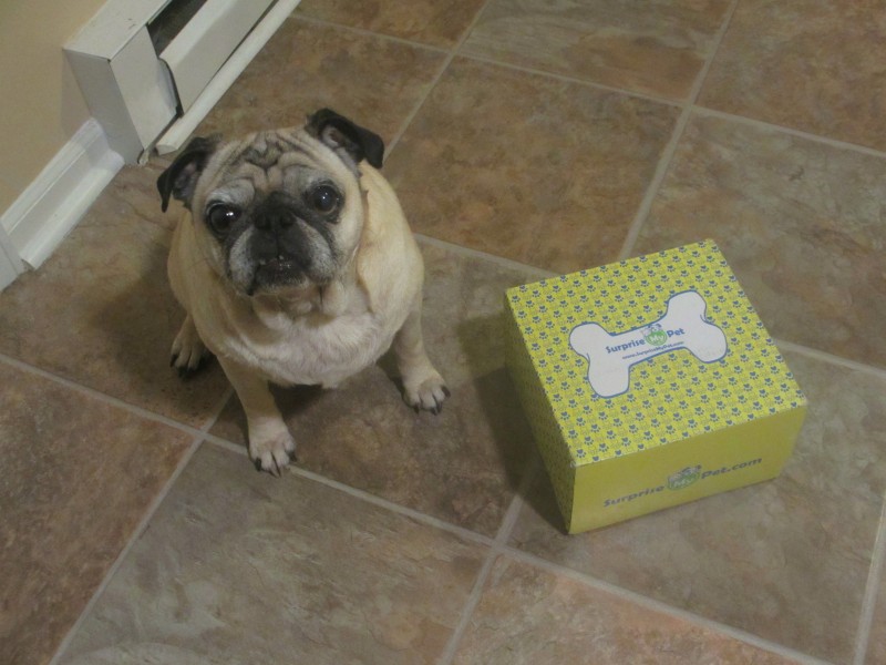 surprise my pet box
