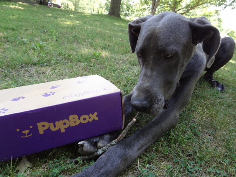 Pupbox review