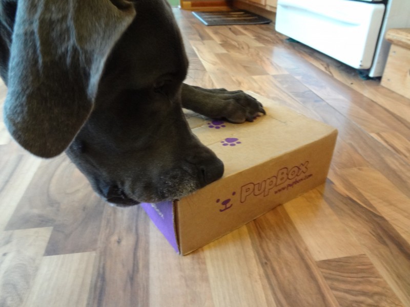 Pupbox review 