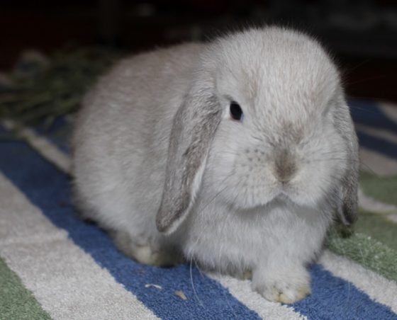 6 Things You Need To Know Before Getting A Bunny As A Pet | Emily Reviews