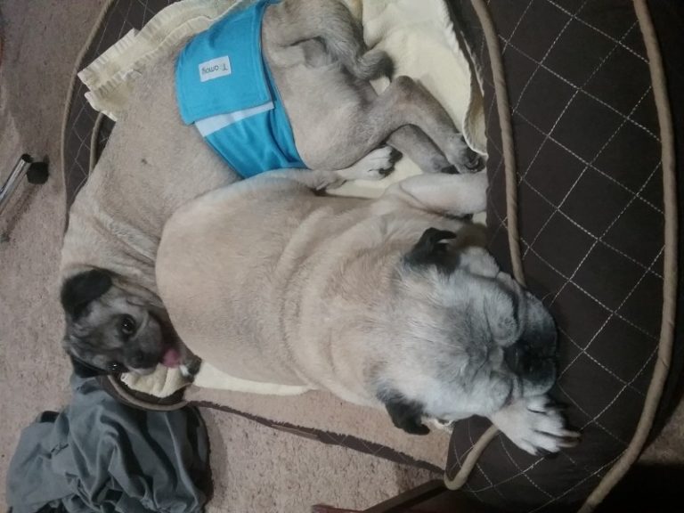 Our Favorite Belly Bands For Pugs Male pug dog diapers Emily Reviews