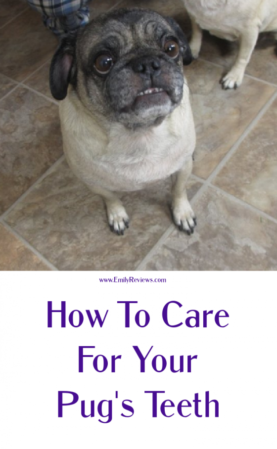 How To Care For Your Pug's Teeth | Emily Reviews