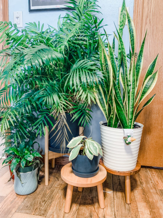 Decluttered Adjustable Plant Stands + New Plant Stools (Review) | Emily ...