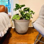 Houseplants, Indoor plants, Fiddle Leaf, Plant Nutrition, Plant Food, Garden