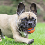 Celebrate National Fetch Day with Chuckit!