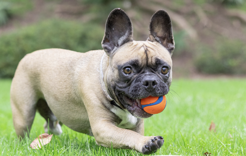 Celebrate National Fetch Day with Chuckit!