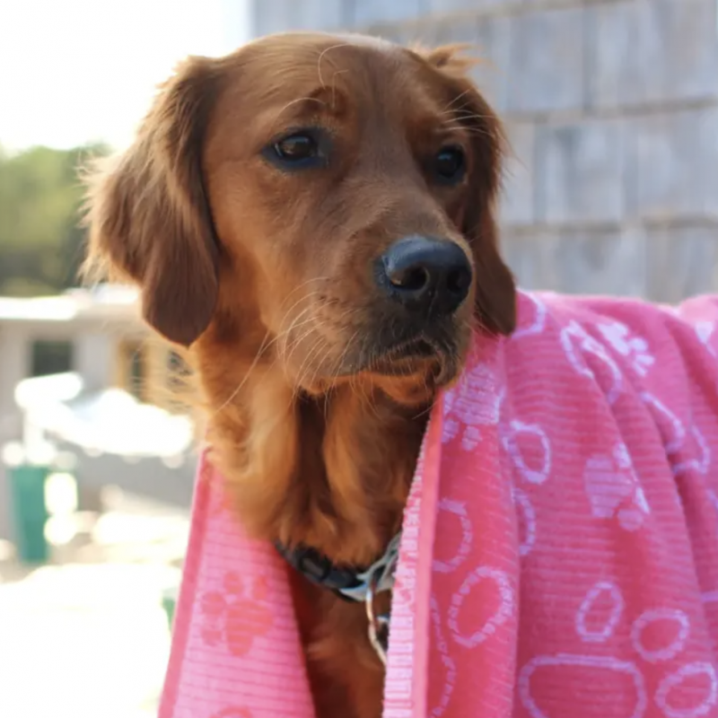 Deliah Home - Drytek Dog Towel.