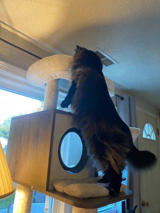 Adult cat on feandrea cat tree